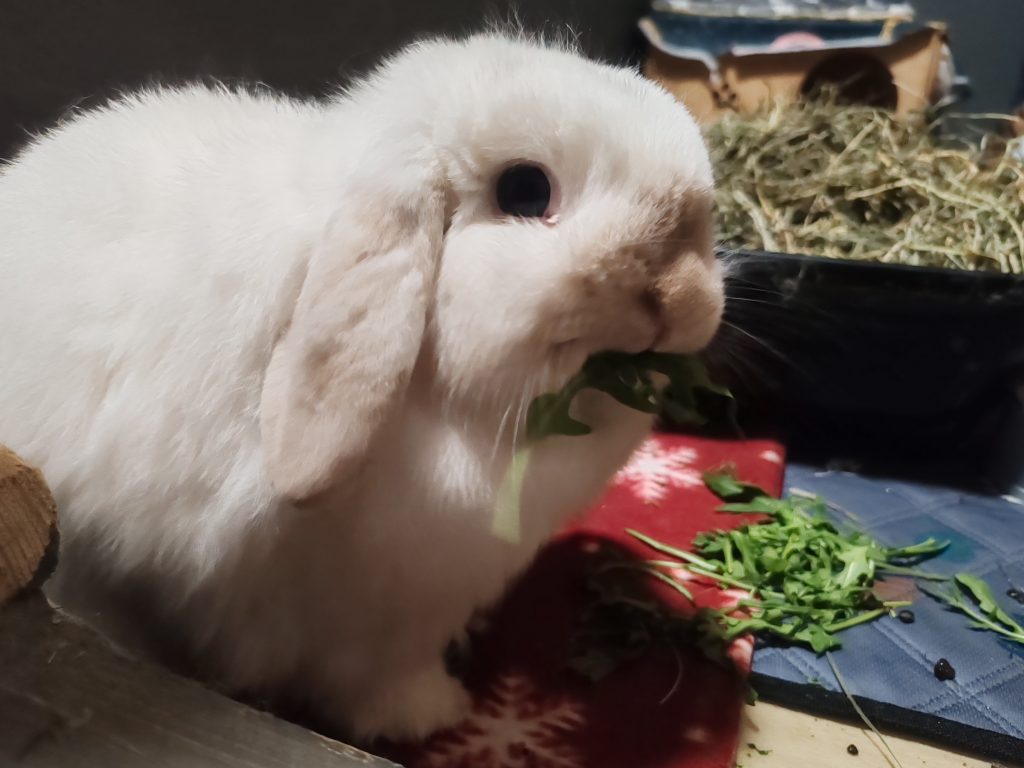 Rabbit Boarding in West Lothian