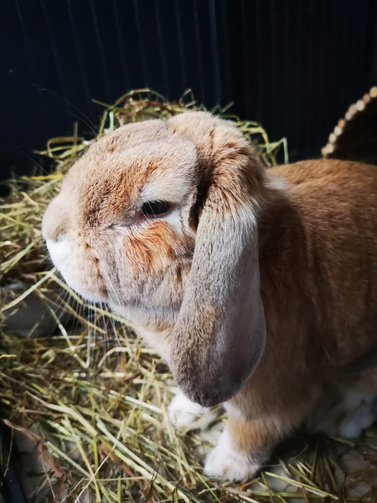 Rabbit Boarding in West Lothian
