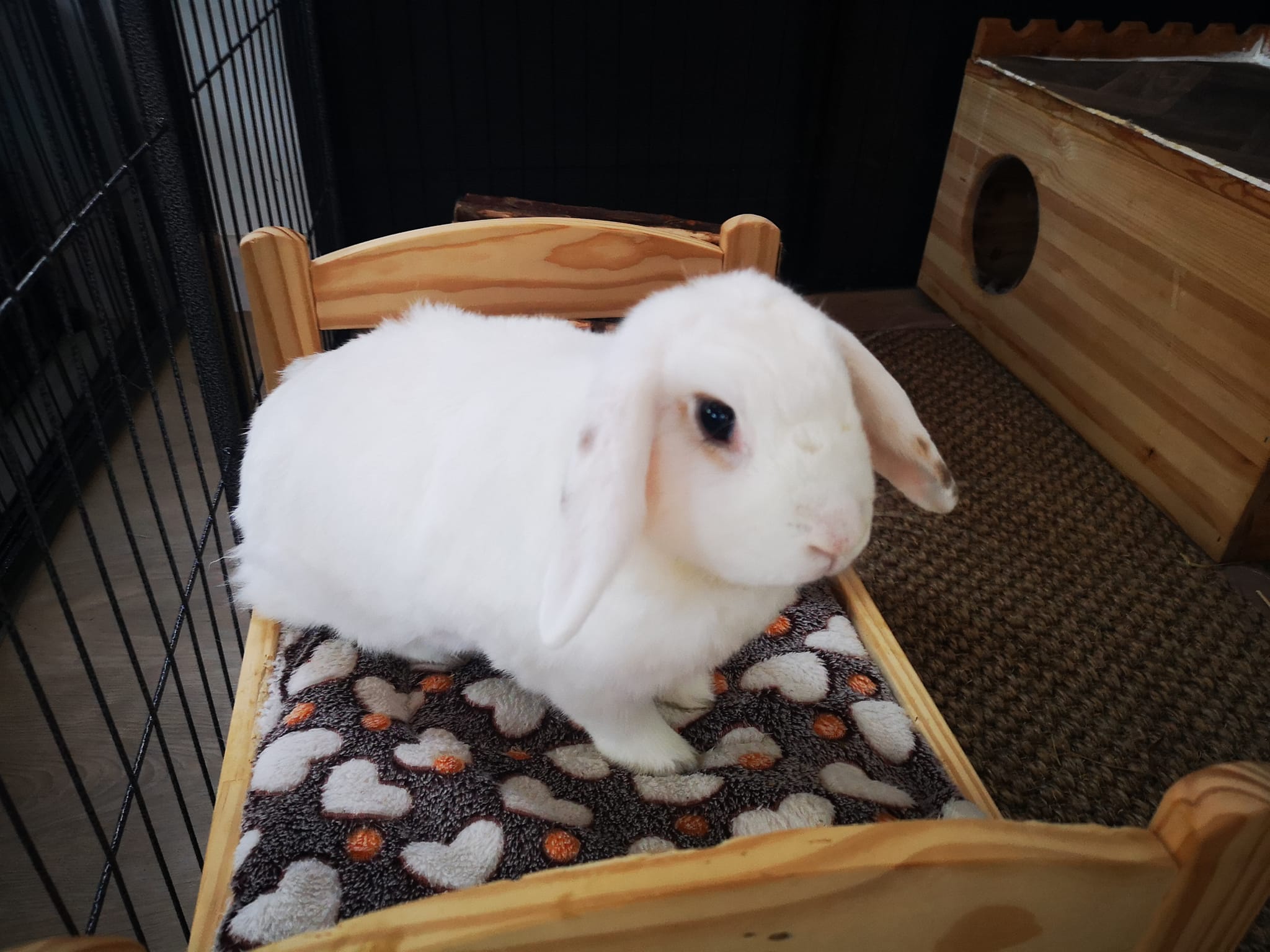 Rabbit Boarding in West Lothian