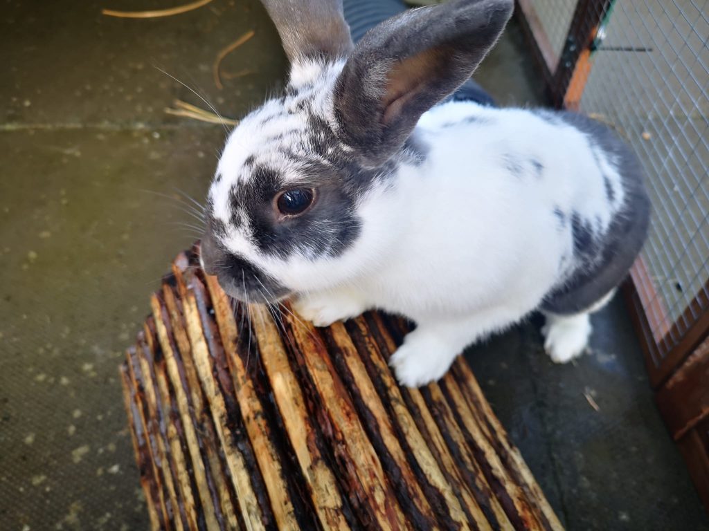 Holiday Accommodation for rabbits in West Lothian