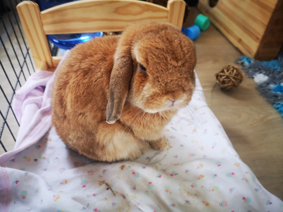 Rabbit Boarding in West Lothian