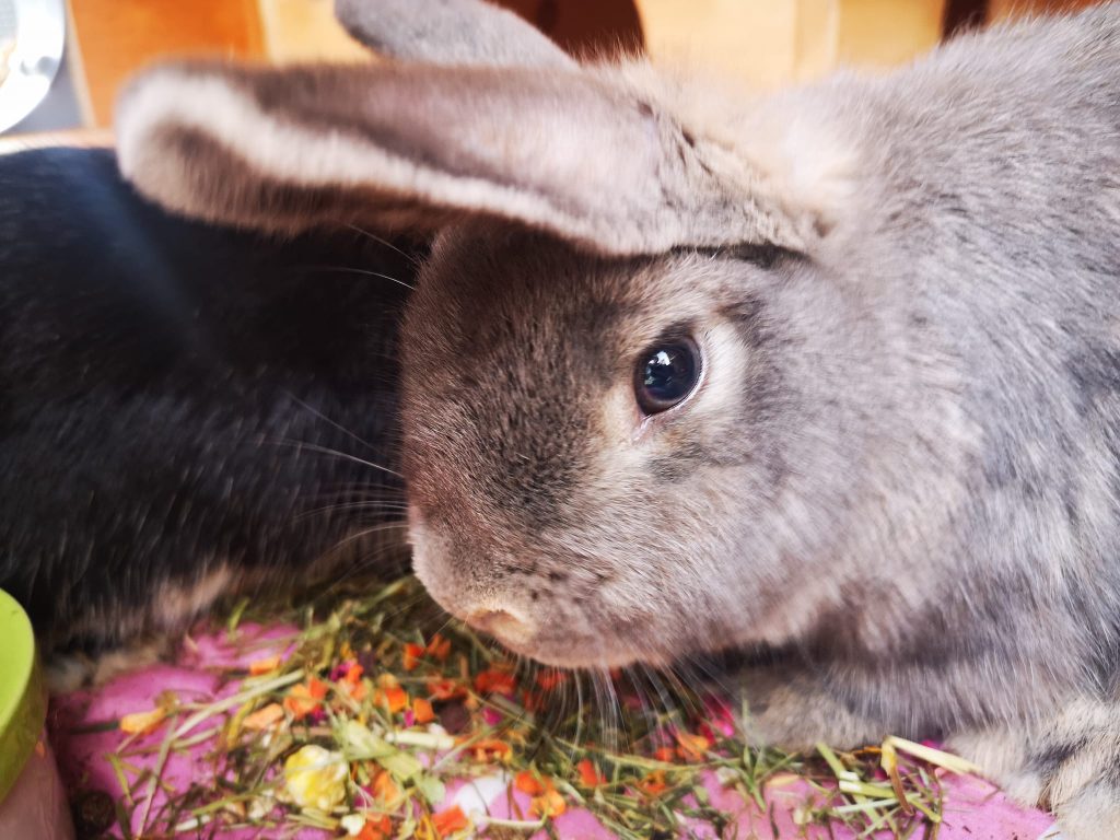 Rabbit Boarding in West Lothian