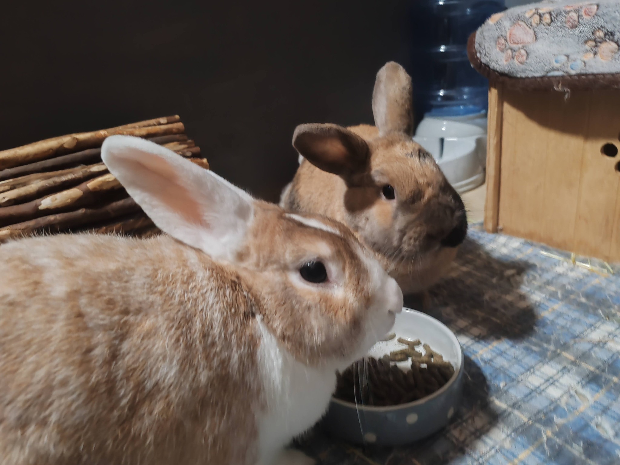 Rabbit Boarding in West Lothian