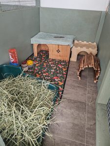 Indoor Rabbit Boarding West Lothian