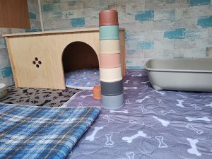 Willow Cottage - Guinea Pig Boarding Lothian